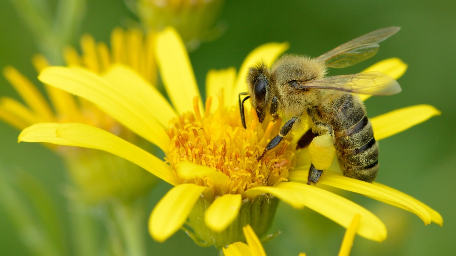 Het leren en geheugen van honingbijen berust op darmbacteriën￼