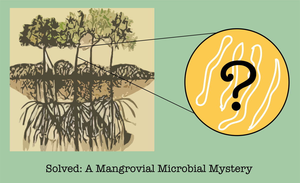 Opgelost: Een Mangroviaal Microbieel Mysterie