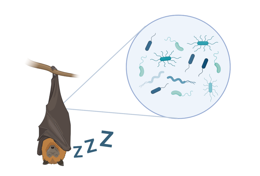 Sleeping soundly with the gut microbiome