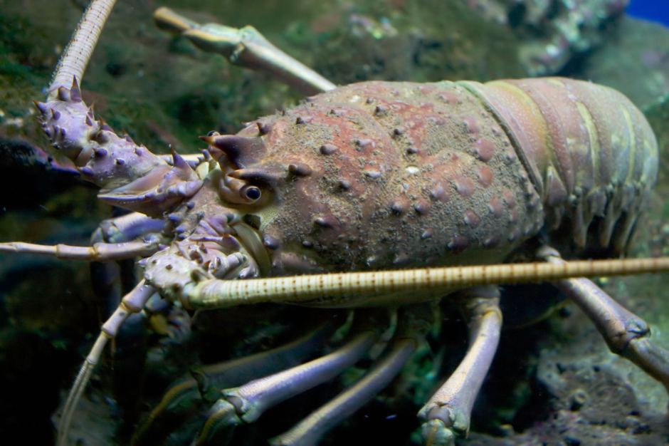 Do Spiny Lobsters Stand a Chance Against Predators?