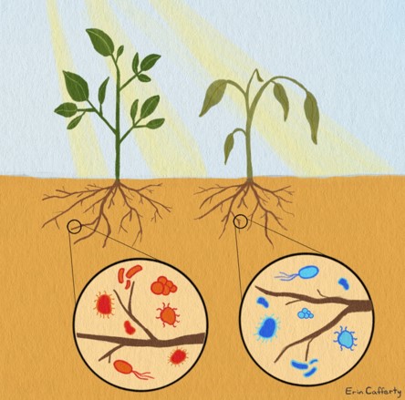 ¡Soluciones simbióticas! Microbios ayudan a los árboles a tolerar el cambio climático 